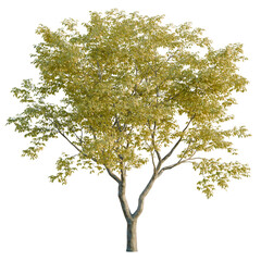 Ulmus changii tree, elevation, front view, cutout, transparent background, isolate, Detailed Close-up of a Lush Green Tree Branch with Vibrant Leaves, Natural Texture © DH Tree Stock