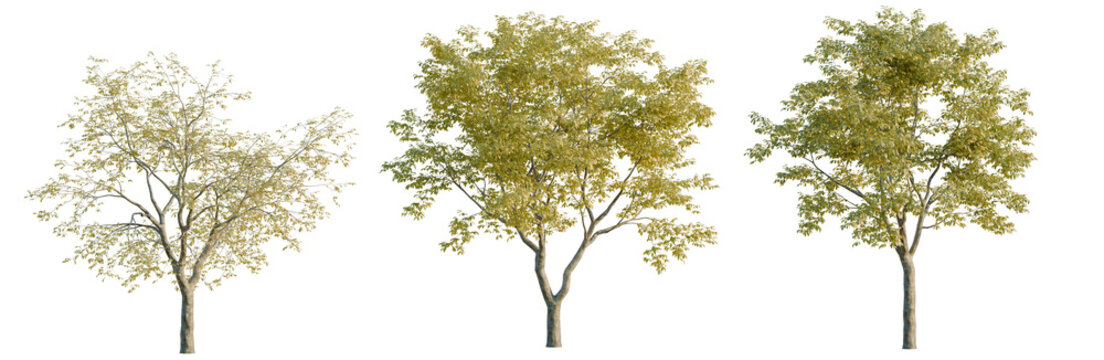 Ulmus changii tree, elevation, front view, cutout, transparent background, isolate, Mature Beech Tree with Dense Foliage, Lush Green Leaves, Natural Landscape, Forest Scene