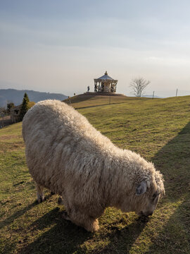 A fluffy sheep grazes on a sunny hillside at Baan Rai I-Oun, Chiang Mai, Thailand, with a charming white carousel-like pavilion overlooking distant mountains bathed in warm golden light.