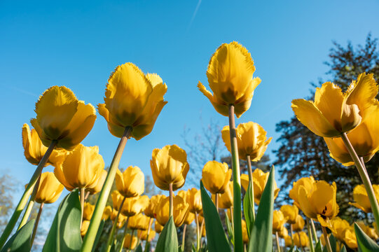 Yellow Tulips Flowers in Spring Garden under Blue Sky in Switzerland.