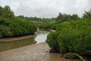 Fototapeta premium 【宮古島】島尻マングローブ林 / 【Miyako Island】Shimajiri Mangrove Forests. 