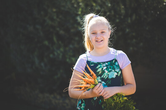 Young girl holding fresh harvested carrots in garden