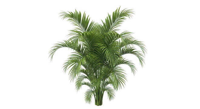 Lush green palm plant isolated on transparent background