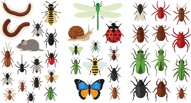 Insects and bugs collection with beetles, dragonfly, centipede, ladybug and flies, detailed wildlife entomology vector illustration set isolated on white background