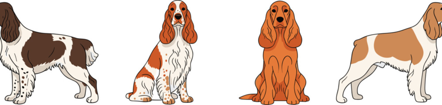 Cocker Spaniel Dog Collection in Various Poses for Pet, Animal Lovers, and Dog Breed Illustration Designs