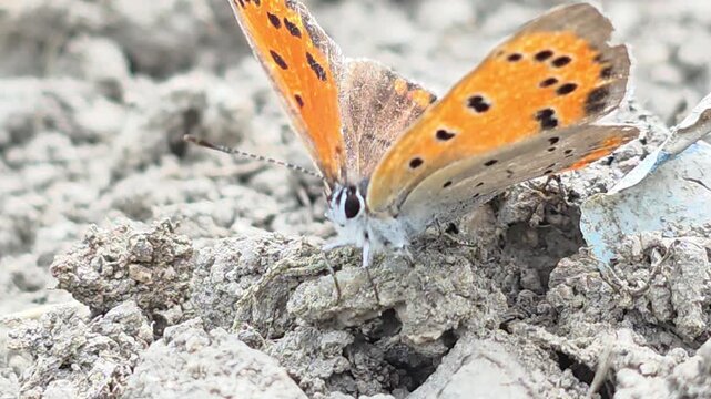 
Sequence 01_Large Copper butterfly resting in morning sunlight, drying vibrant orange wings

