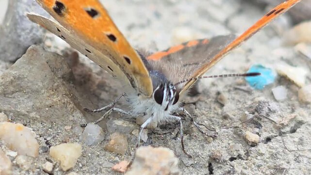 

Sequence 02_Front view of Large Copper butterfly, enjoying morning sun and breeze on gravel ground

