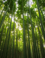 Fototapeta premium Low angle view of dense green bamboo forest canopy, sunlight filtering through tall stems, peaceful zen nature landscape, organic texture background