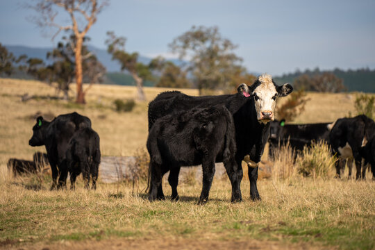 Black Angus cow nursing her calf milk in a dry Australian paddock with the herd at pasture
