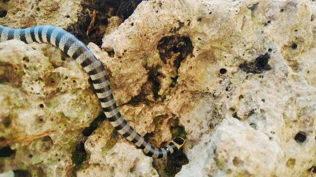 Highly venomous Laticauda colubrina moves across rocky shore near Moalboal