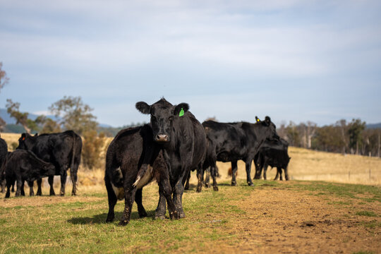 Black Angus cow nursing her calf milk in a dry Australian paddock with the herd at pasture