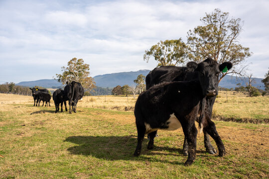 Black Angus cow nursing her calf milk in a dry Australian paddock with the herd at pasture