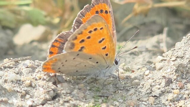 


Sequence 01_Side view of Large Copper butterfly resting on a stone, drying wings in morning sun
