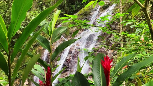Cinematic view of Marinka Waterfalls in Minca. Vibrant tropical flowers in the foreground with cascading water and lush jungle in the background. Peaceful Sierra Nevada nature scene in Colombia.