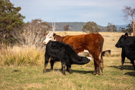 Black Angus cow nursing her calf milk in a dry Australian paddock with the herd at pasture