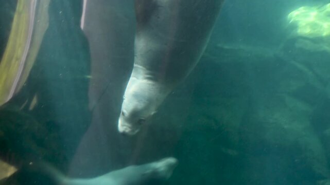A sea lion dives beneath the water near a boat, its flipper and sleek body visible in the turquoise sea as it glides gracefully downward.
