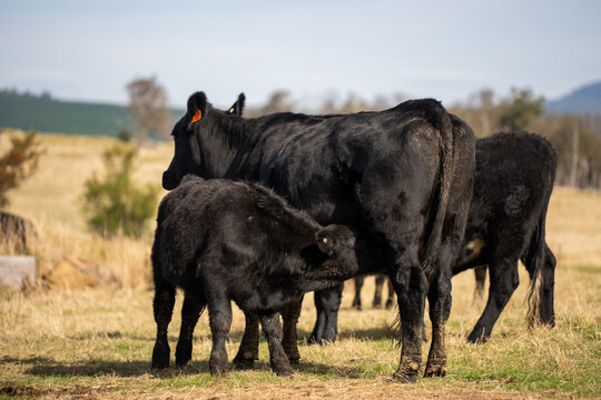 Black Angus cow nursing her calf milk in a dry Australian paddock with the herd at pasture