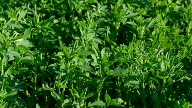 Lush Green Alfalfa Field Growing Under Bright Sunlight