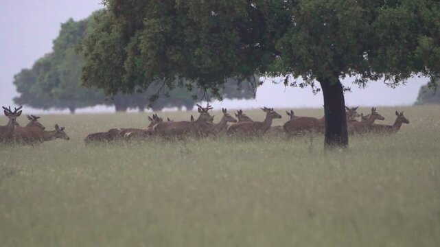 Herd of wild deer grazing and walking in natural park meadow, wildlife animals in forest landscape in protected nature reserve