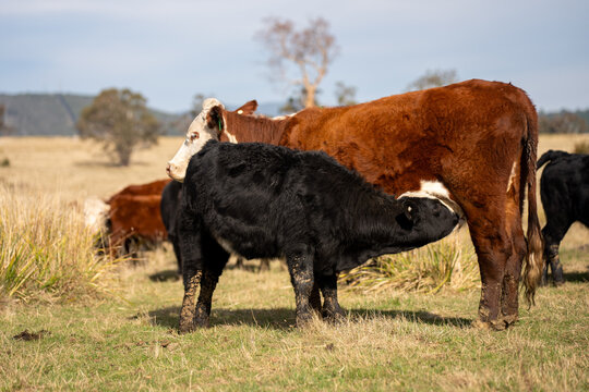 Black Angus cow nursing her calf milk in a dry Australian paddock with the herd at pasture