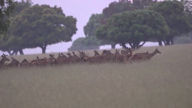 Herd of wild deer grazing and walking in natural park meadow, wildlife animals in forest landscape in protected nature reserve