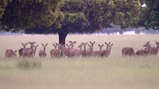 Herd of wild deer grazing and walking in natural park meadow, wildlife animals in forest landscape in protected nature reserve