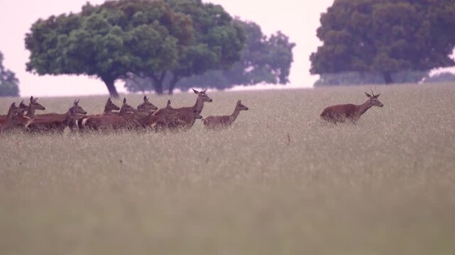 Herd of wild deer grazing and walking in natural park meadow, wildlife animals in forest landscape in protected nature reserve