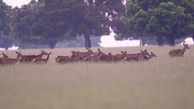 Herd of wild deer grazing and walking in natural park meadow, wildlife animals in forest landscape in protected nature reserve