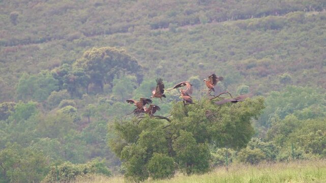 Group of vultures perched on treetop in natural park, wild birds in ecosystem habitat with forest landscape and wildlife concept