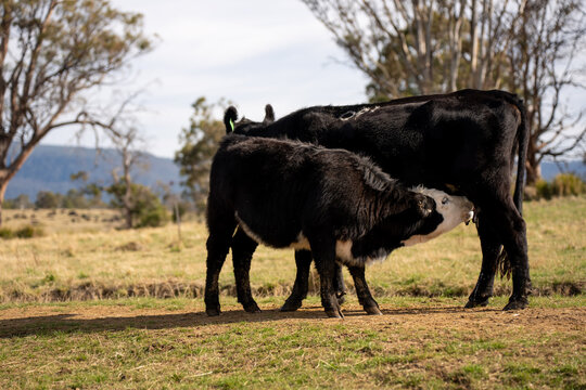 Black Angus cow nursing her calf milk in a dry Australian paddock with the herd at pasture
