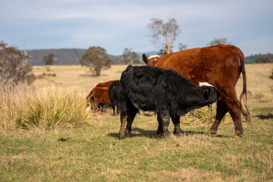 Black Angus cow nursing her calf milk in a dry Australian paddock with the herd at pasture