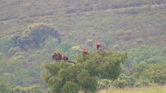 Group of vultures perched on treetop in natural park, wild birds in ecosystem habitat with forest landscape and wildlife concept