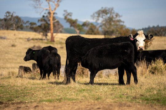 Black Angus cow nursing her calf milk in a dry Australian paddock with the herd at pasture