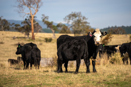 Black Angus cow nursing her calf milk in a dry Australian paddock with the herd at pasture