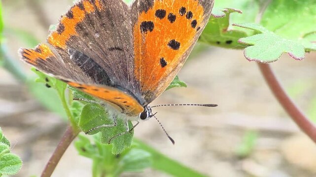 

Side view of a vibrant Large Copper butterfly taking a break on purple Henbit flowers 

