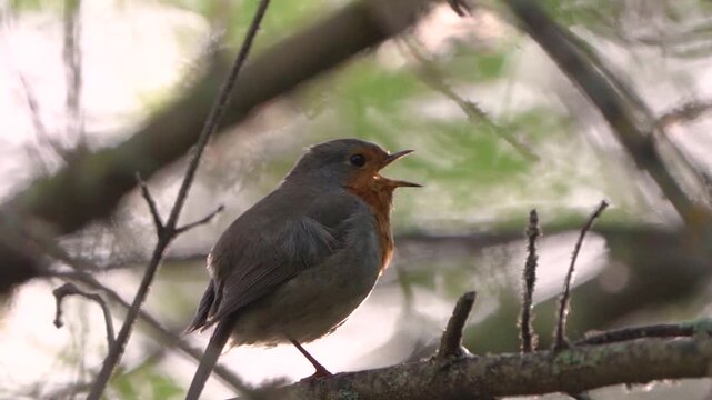 European robin singing on a branch in natural habitat, close up wildlife bird in forest with soft natural light