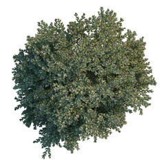 Obraz premium Abelia grandiflora tree plan, top view, cutout, transparent background, isolate, Detailed Close-Up of Lush Green Leaves and Branches, Natural Texture and Depth