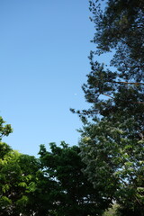 Fototapeta premium Clear blue sky with tree branches natural landscape