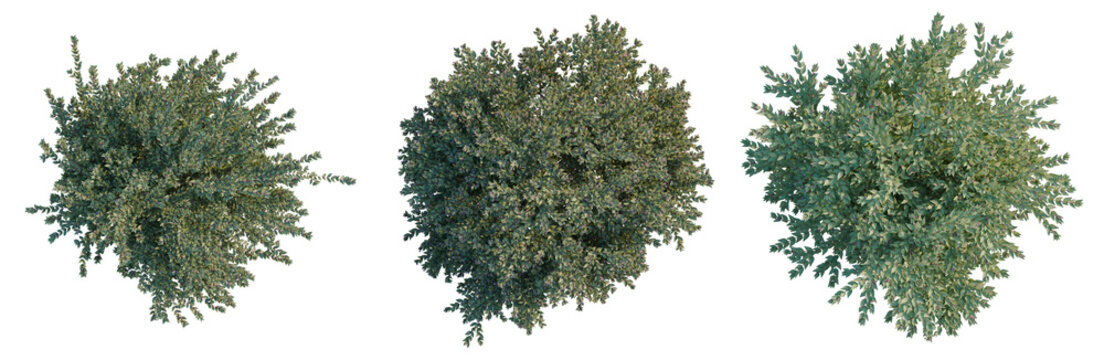 Abelia grandiflora tree plan, top view, cutout, transparent background, isolate, Detailed aerial view of a lush green pine forest canopy landscape, nature background