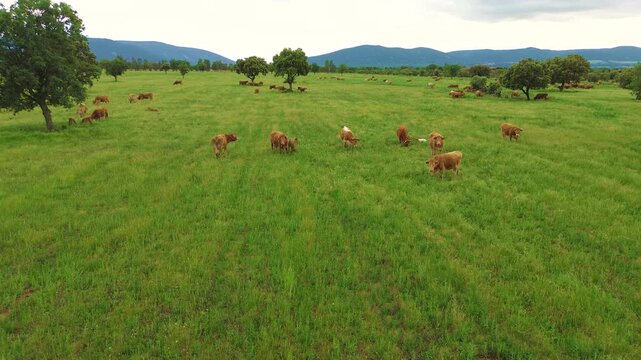 Aerial view of free-range cattle grazing in green pasture at sunset in Castilla La Mancha, Spain, peaceful rural farming landscape