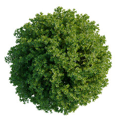 Obraz premium Buxus sempervirens tree plan, top view, cutout, transparent background, isolate, Lush Green Foliage, Detailed Texture, Natural Elements, Vibrant Colors, Botanical Illustration
