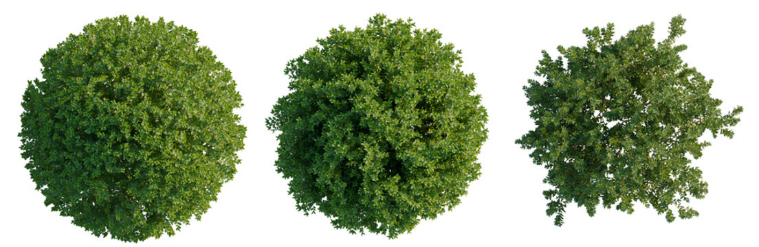 Buxus sempervirens tree plan, top view, cutout, transparent background, isolate, Detailed Green Tree Branch with Lush Foliage, Ideal for Nature and Botanical Backgrounds
