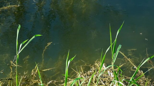 Chironomidae Midges Swarming in the Air Near Water Reservoir