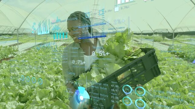 Woman grower carrying lettuce crate in greenhouse, using holographic control and monitoring AR data