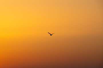 Fototapeta premium Minimalist Coastal Landscape Featuring Bird in Flight and Renewable Energy Silhouette During Golden Hour