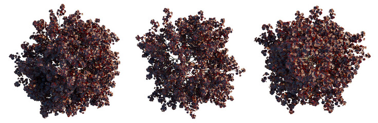 Naklejka premium Cercis canadensis tree plan, top view, cutout, transparent background, isolate, Detailed closeup of a cluster of dark red grapes on the vine with lush green foliage