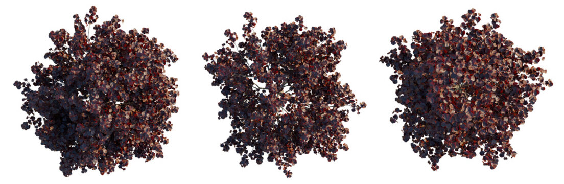 Cercis canadensis tree plan, top view, cutout, transparent background, isolate, Detailed closeup of a cluster of dark red grapes on the vine with lush green foliage