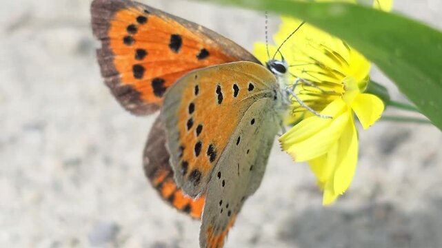 

Macro shot of Large Copper butterfly feeding on nectar of yellow Youngia japonica flowers 

