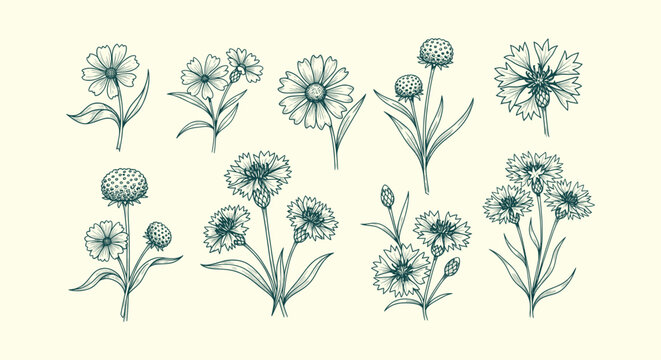 Vintage Hand Drawn Botanical Flower Illustration Set with Cornflowers and Daisies Engraving Vector