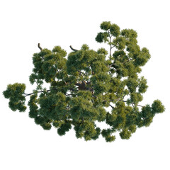 Podocarpus macrophyllus tree plan, top view, cutout, transparent background, isolate, Detailed Pine Tree Branch with Needles, Realistic 3D Render, Nature Element for Design © DH Tree Stock